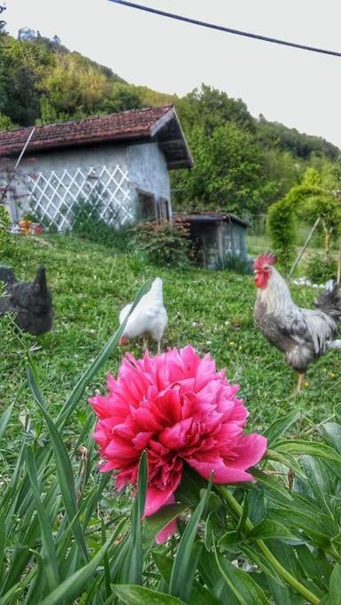 Casa Nella Natura Il Risveglio Degli Elfi Pedavena Exteriör bild