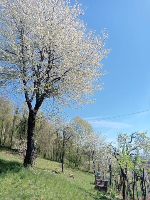Casa Nella Natura Il Risveglio Degli Elfi Pedavena Exteriör bild